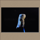 L��TOILE ET LE REVERBERE, DIMA SHINE, Ukraine